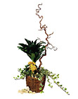 Italy- Arrangement of Plants