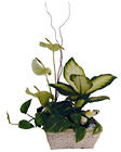 Arrangement of Plants
