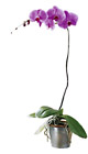 Brazil- Phalaenopsis Orchid Plant