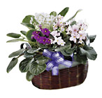 Brazil- African Violet
