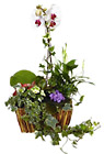 Arrangement of Plants