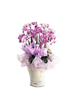 Korea- Phalaenopsis Orchid Plant