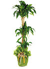 Korea- Lucky Plant