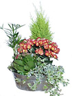 Luxembourg-Arrangement of Plants