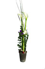 Arrangement Cut Flowers