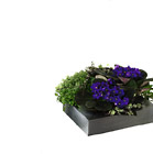 Arrangement of Plants