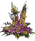 Malaysia- Orchid Arrangement