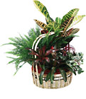 Poland- Plant Arrangement