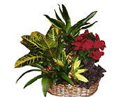 Portugal- Plant Arrangement