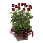 Box of 12 Red Roses