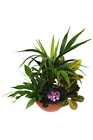 Slovakia- Plant Arrangement