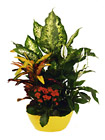 Spain- Plant Arrangement