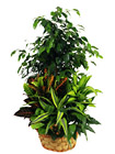 Spain- Plant Arrangement