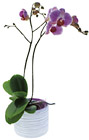Sweden- Single Plant