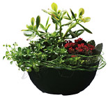 Sweden- Plant Arrangement