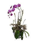 Switzerland- Phalaenopsis