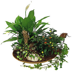 Austria- Arrangement of Plants