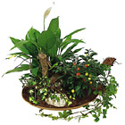 Austria- Arrangement of Plants