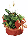 Thailand- Plant Arrangement