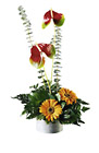 Haiti-Blazing Beauty Bouquet