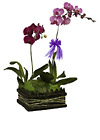 Phalaenopsis