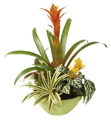 Ukraine- Plant Arrangement