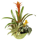 /images/ftdint07/5107_UKRAINElg.jpg Ukraine- Plant Arrangement