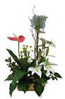 Egypt- Arrangment of Cut Flowers