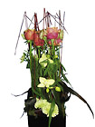 Arrangement of Cut Flowers