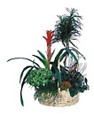 Croatia- Arrangement of Plants