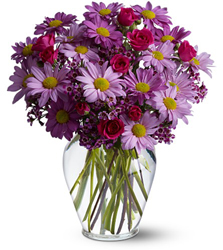 Delightfully Daisy<br><b>FREE DELIVERY from Flowers All Over.com 