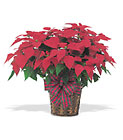 Holiday Poinsettia<br>Large<br>(8