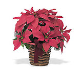 Poinsettias, Holiday Plants & Wreaths 