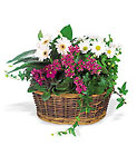European Planter
