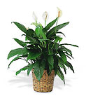Floor Sized Spathiphyllum In Basket