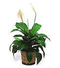 Small Spathiphyllum in Basket