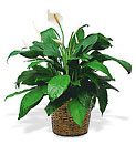 Medium Spathiphyllum In Basket