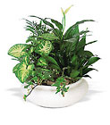 Medium Dish Garden