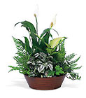 /images/telwhite03/tf139-2lg.jpg Large Dish Garden