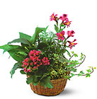 Dish Garden With Cut Flowers