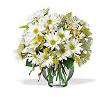 Delightful Daisies