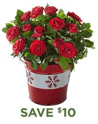 Holiday Mini Rose Plant<b> from Flowers All Over.com 