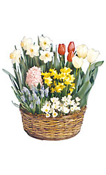 Ready to Grow Large Assorted Basket from Flowers All Over.com 