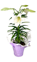 Single Easter Lily<br><b>FREE DELIVERY from Flowers All Over.com 