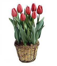 Natural Wonders from Flowers All Over.com 