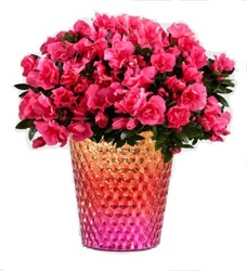 Flowering Fun Azalea Plant<BR><B>FREE NEXT DAY DELIVERY from Flowers All Over.com 