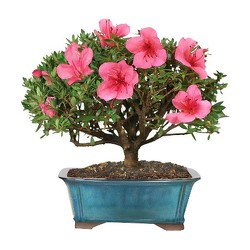 Azalea Bonsai<b> from Flowers All Over.com 