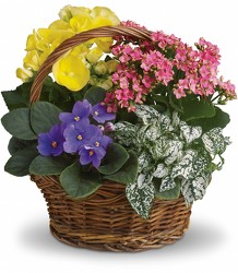 Europa Flowering Garden<br><b>FREE DELIVERY from Flowers All Over.com 