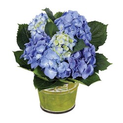Blue Hydrangea Plant<b> from Flowers All Over.com 