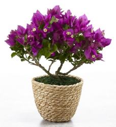 Fuchsia Bougainvillea<b><br>FREE DELIVERY from Flowers All Over.com 